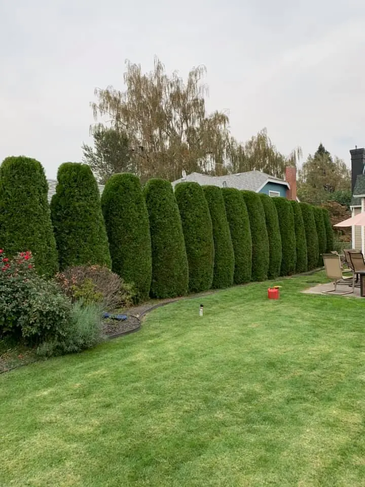 Row of tall arborvitae trimmed into neat columns along a backyard lawn