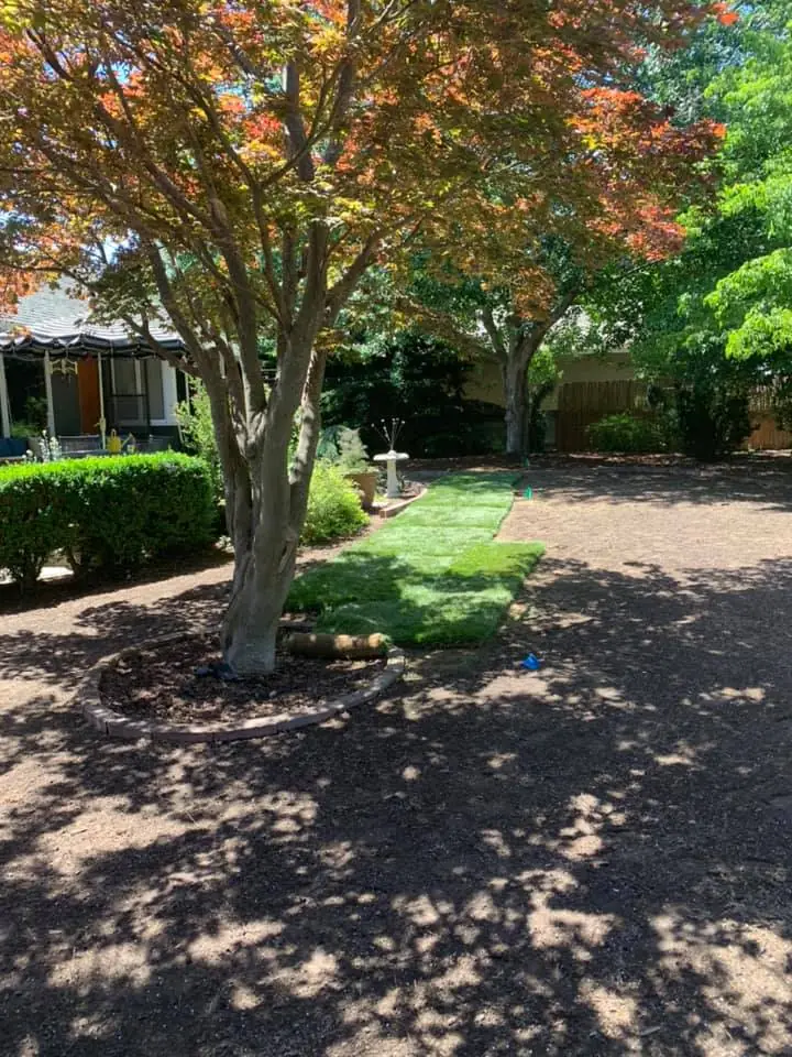 Tidy yard under a red Japanese maple after a clean-up