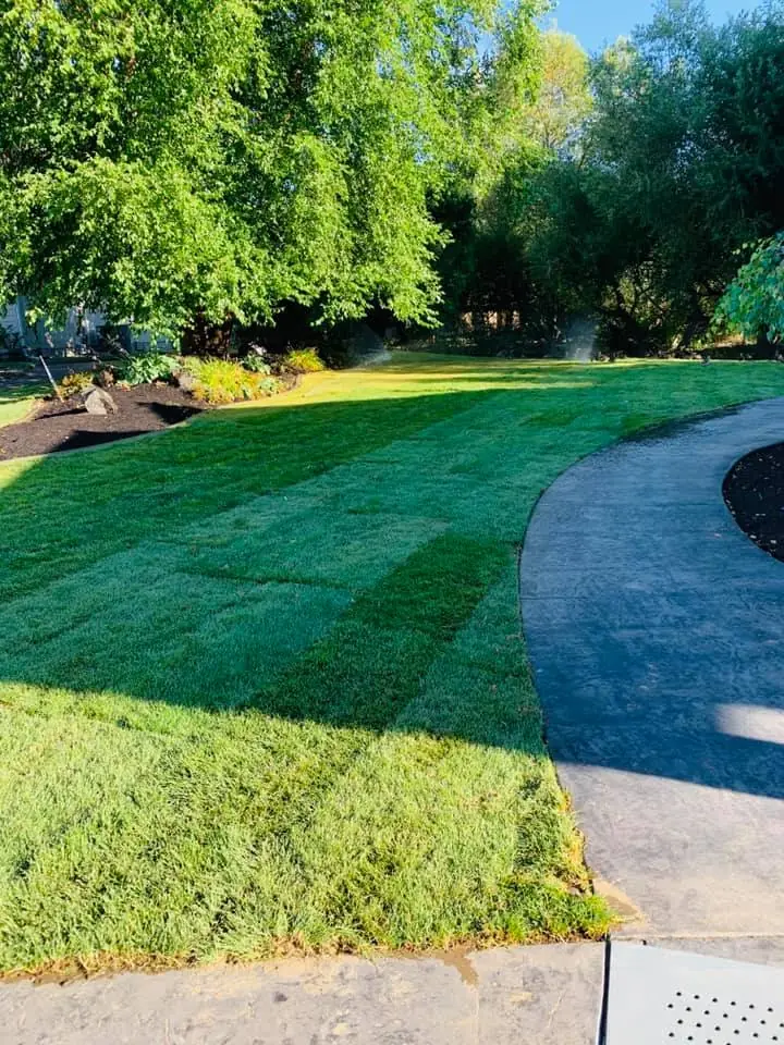 Freshly mowed lawn with clean stripes curving beside a concrete path